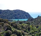 Beach Forest