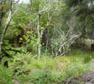 Native bush