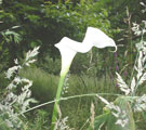 White Lily